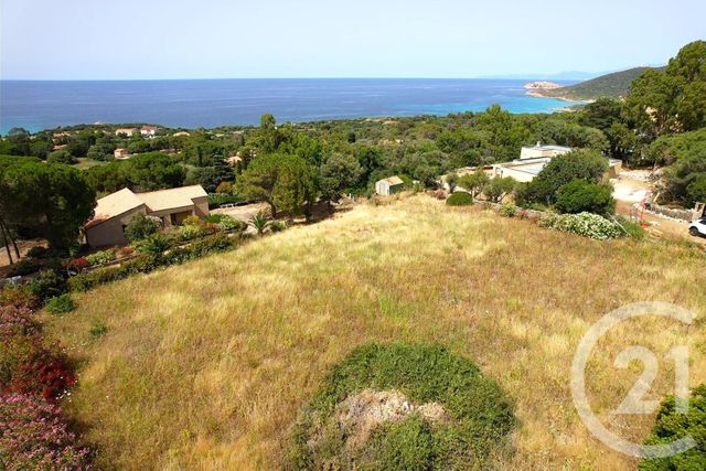 Terrain à vendre - 2000 m2 - Corbara - 202 - CORSE